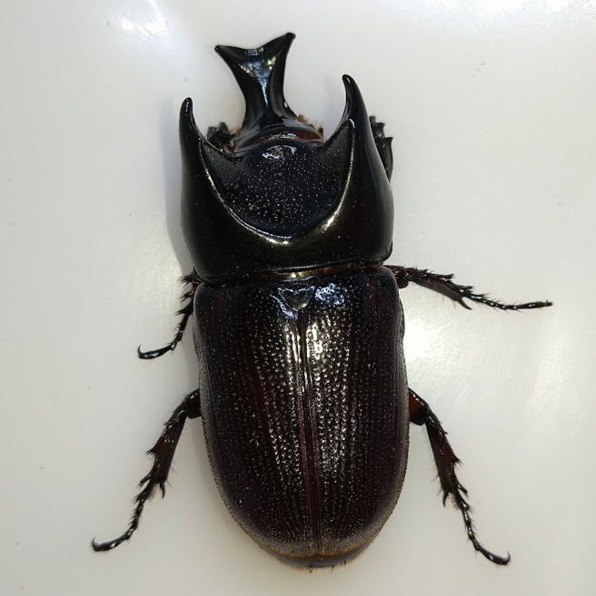 ヒラズツツサイカブト WF1 飼育記 - きれいで簡単にふえるやつがすき