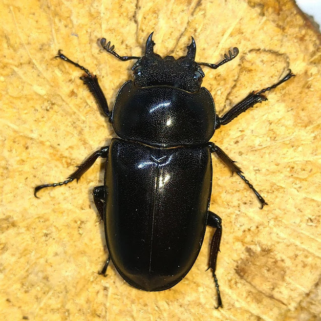 セリコルニスノコギリクワガタ WF1 飼育記 - きれいで簡単にふえるやつ 