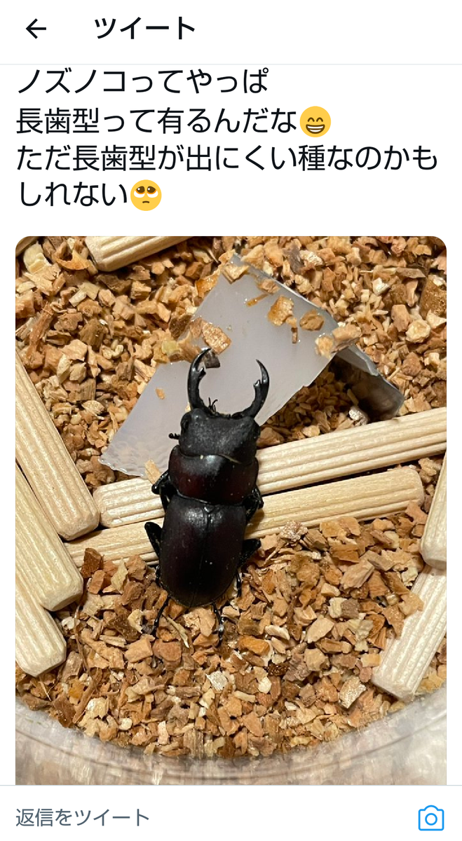 Prosopocoilus francisi　フランシスノコギリクワガタ♂３２mmペア　２ HB検証ノズノコギリ×フランシスノコギリ ハイブリッド 飼育記