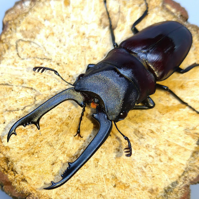 グランディスオオクワガタ インド亜種 WF2ペア
