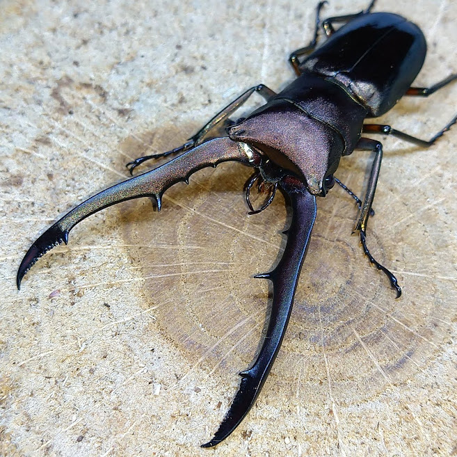 メタリフェルホソアカクワガタ 亜種isogaii タリアブ島産 WF1
