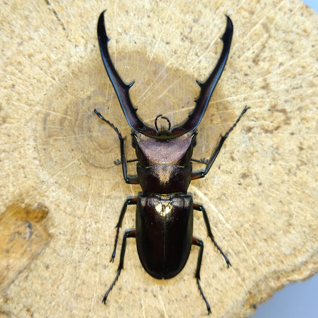 メタリフェルホソアカクワガタ 亜種isogaii タリアブ島産 WF1 飼育記