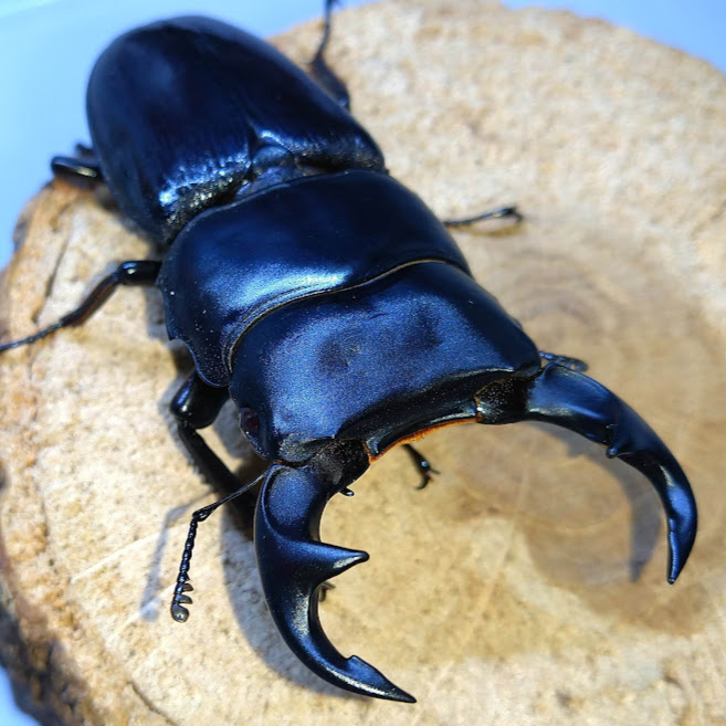 北海道産 WDオオクワガタ ♀単②