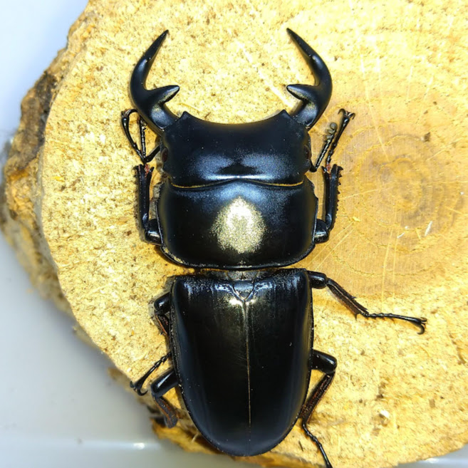 もとおのクワガタ写真館】Dorcus編 - きれいで簡単にふえるやつがすき