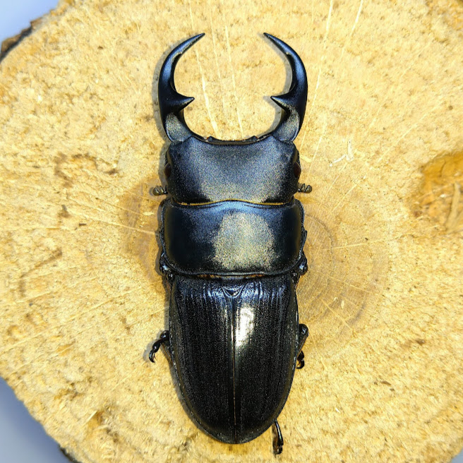 採集兵器】WDキュウシュウヒメオオクワガタペア ♂44.7mm ♀34.4mm