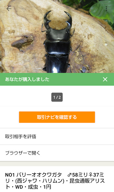 ムシキング パリーオオクワガタセット ムシキング パリーオオクワガタセット - メルカリ