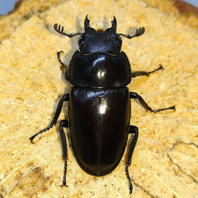 アフリカのエンマコガネ3.Proagoderus tricornifrons