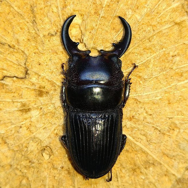 アクミナートゥスネブトクワガタ | 萌萌虫雑記帳 亜種cicatricosus