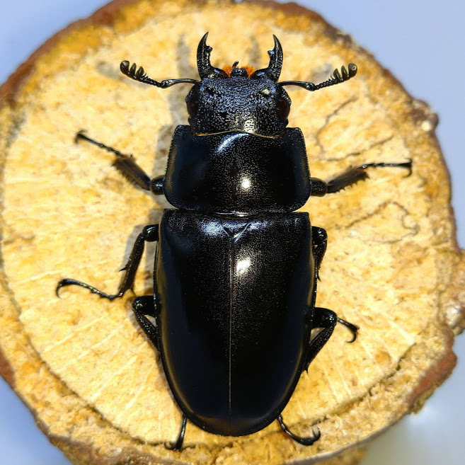 ギラファノコギリクワガタ まとめ ギラファノコギリクワガタ 亜種borobudur スマトラ島産 WF1 飼育記