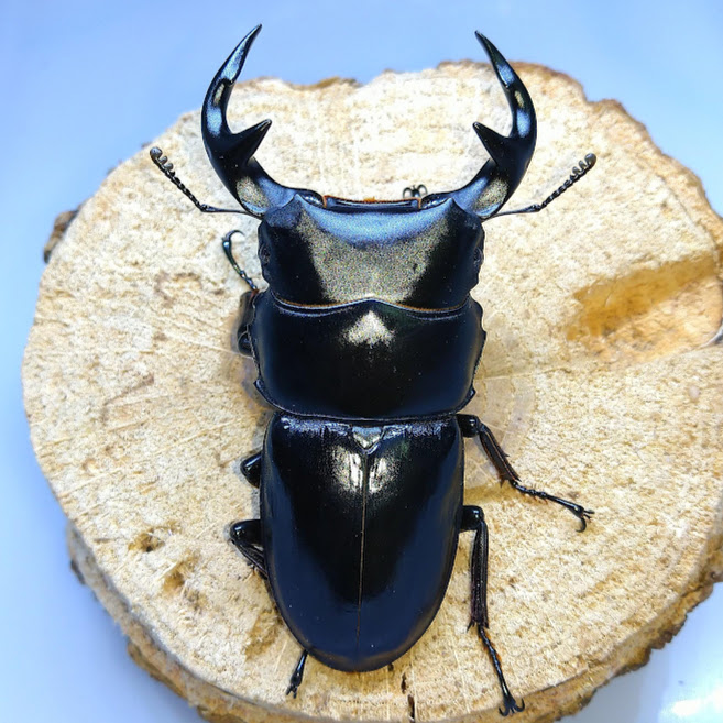 グランディスオオクワガタ 亜種moriyai インド産 WF6 飼育記 - きれい