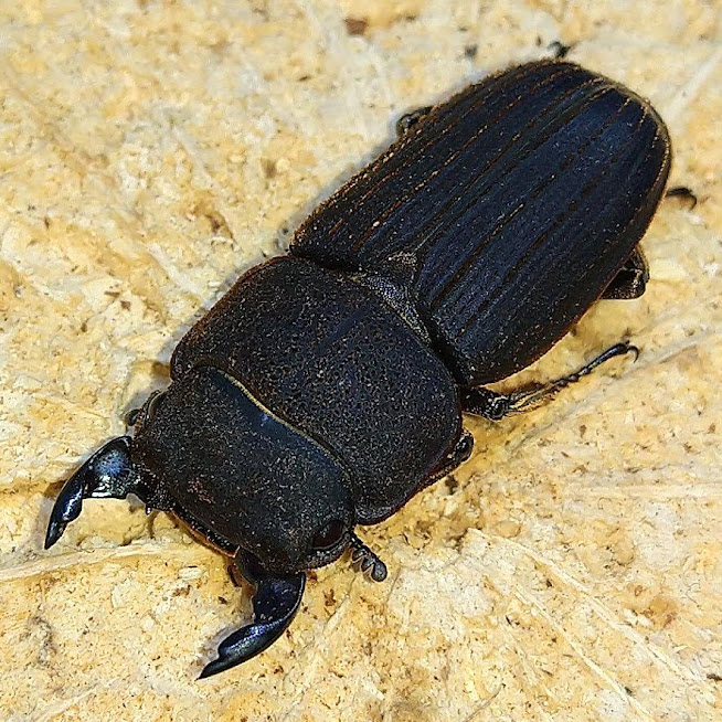 カワムラサビクワガタ WF1 飼育記 - きれいで簡単にふえるやつがすき