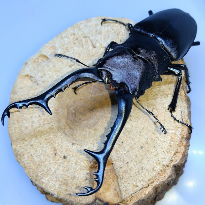 ギラファノコギリクワガタ Prosopocoilus giraffa giraffa （Olivier, 1789） ギラファ