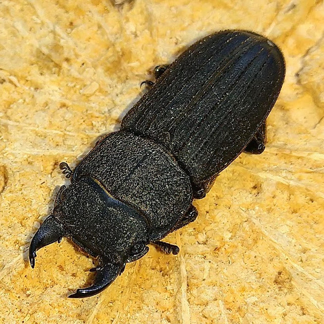 タイワンサビクワガタ WF1 飼育記 - きれいで簡単にふえるやつがすき