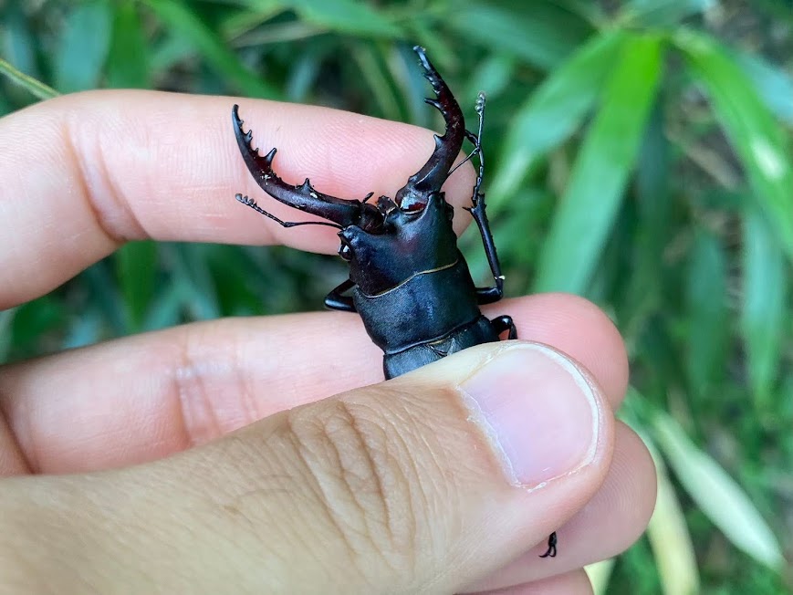 対馬採集記】サービス終了！？離島初心者の飼育マンが行く、波乱の