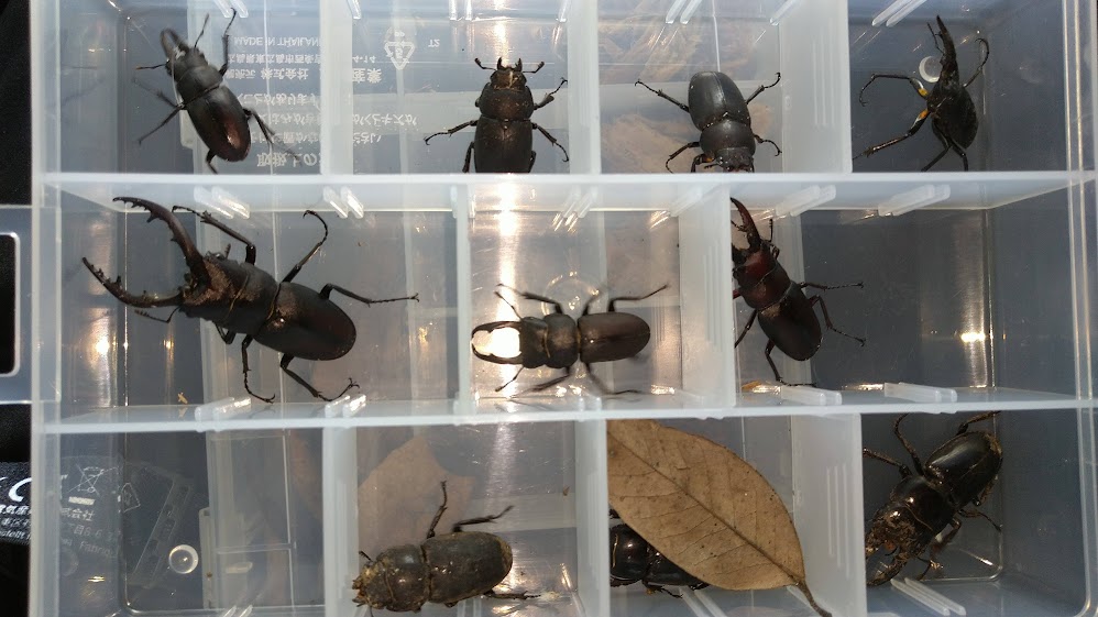 対馬クワガタセット rectangle_large_type_2_aef9527