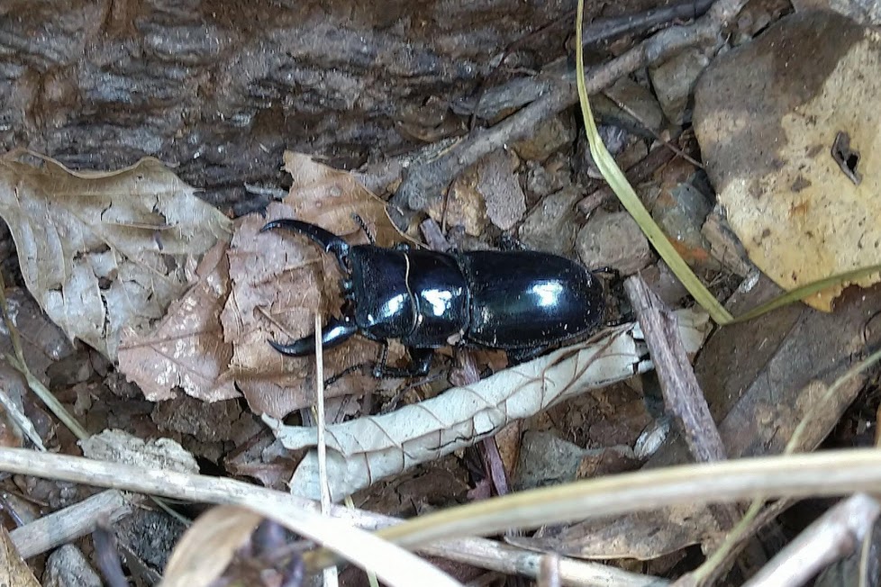 対馬採集記】サービス終了！？離島初心者の飼育マンが行く、波乱の