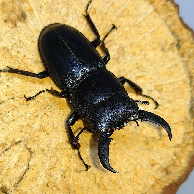 対馬採集記】サービス終了！？離島初心者の飼育マンが行く、波乱