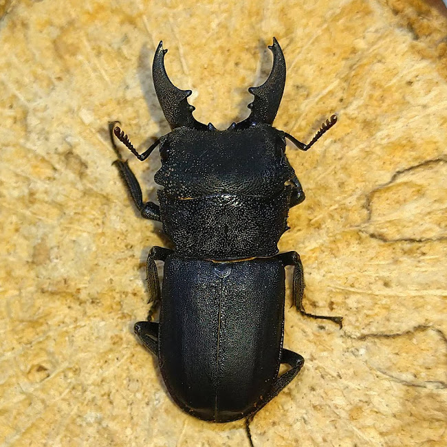 ☆Don２☆ インドアンタエウス　西カメン県産　ＷＦ３　種親♂８８mm ｘ ♀５１mm 　幼虫４頭セット　Ｎo.８ 2024,8&frasl;20 新着WILD インド・アルナーチャル便 アンタエウスWK No,2