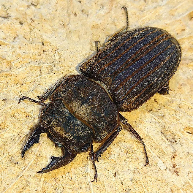 スンダソリアシサビクワガタ WF1 飼育記 - きれいで簡単にふえるやつがすき