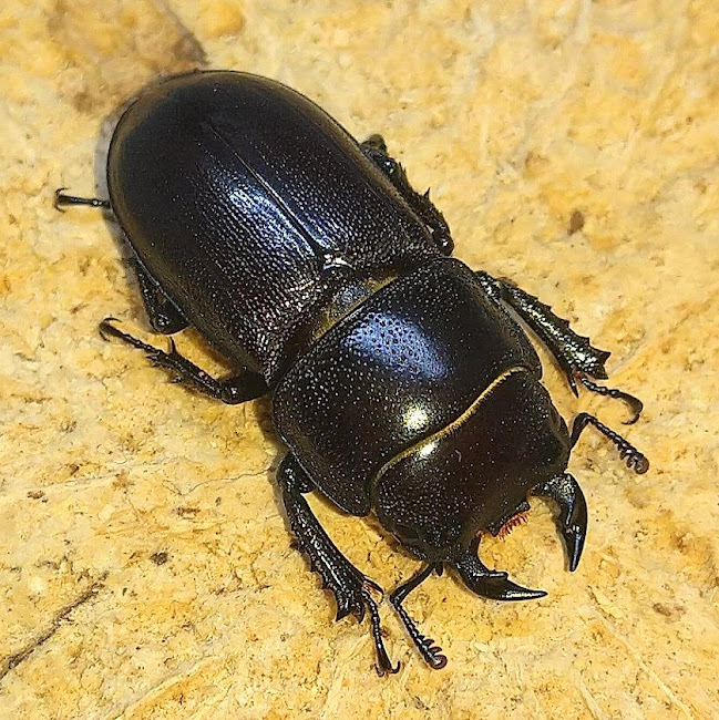 ヤエヤママルバネクワガタ 3ペア