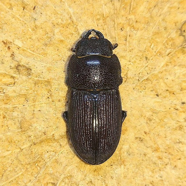 国産オオクワガタ能勢SR血統メス1匹 ♀56.1mm