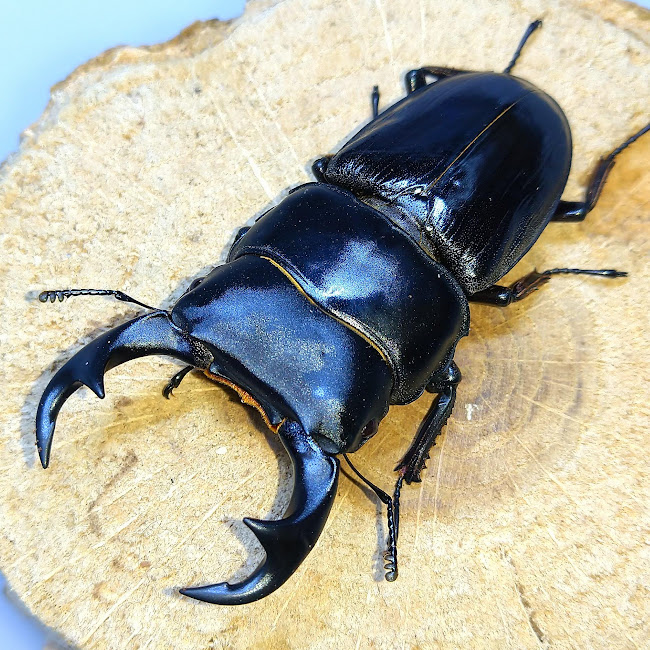 国産オオクワガタ能勢SR血統メス1匹 ♀56.1mm