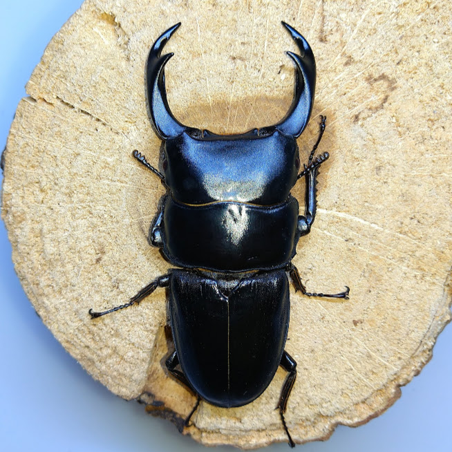 天然 オオクワガタ 大歯型♂57mm ♀40mm ペア S氏灯火採集
