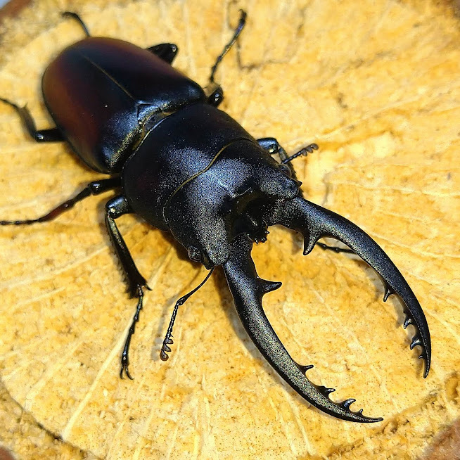 採集兵器】WDキュウシュウヒメオオクワガタペア ♂44.7mm ♀34.4mm