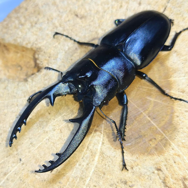 ☆【希少種】キクロマトイデスシカノコギリ 初二齢幼虫 3頭 ☆