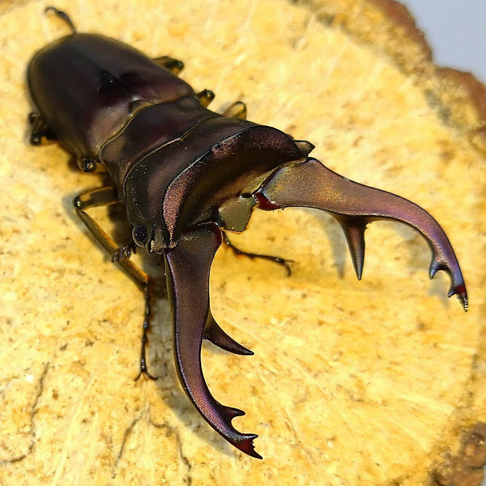 もとおのクワガタ写真館】ホソアカクワガタ編 - きれいで簡単に