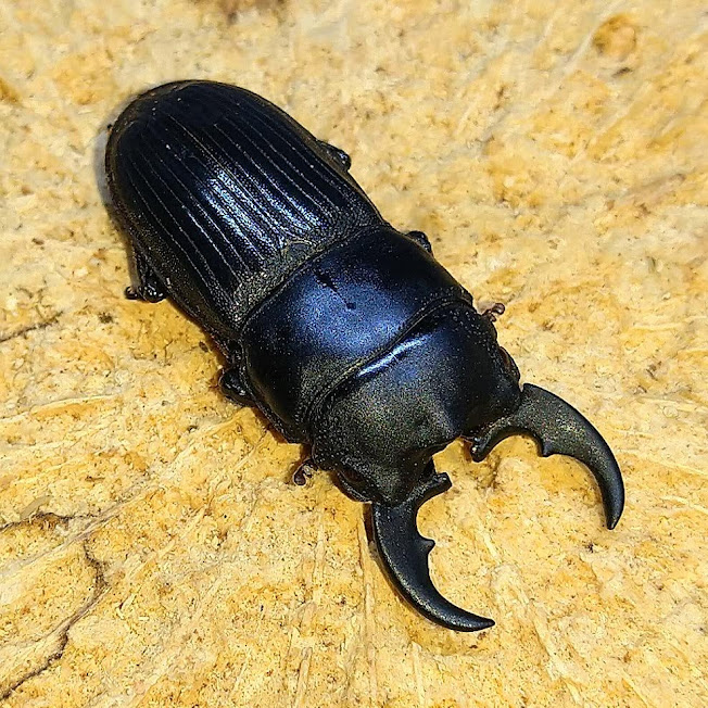 フィリピンネブトクワガタ 原名亜種 ミンダナオ島産 WF1 飼育記
