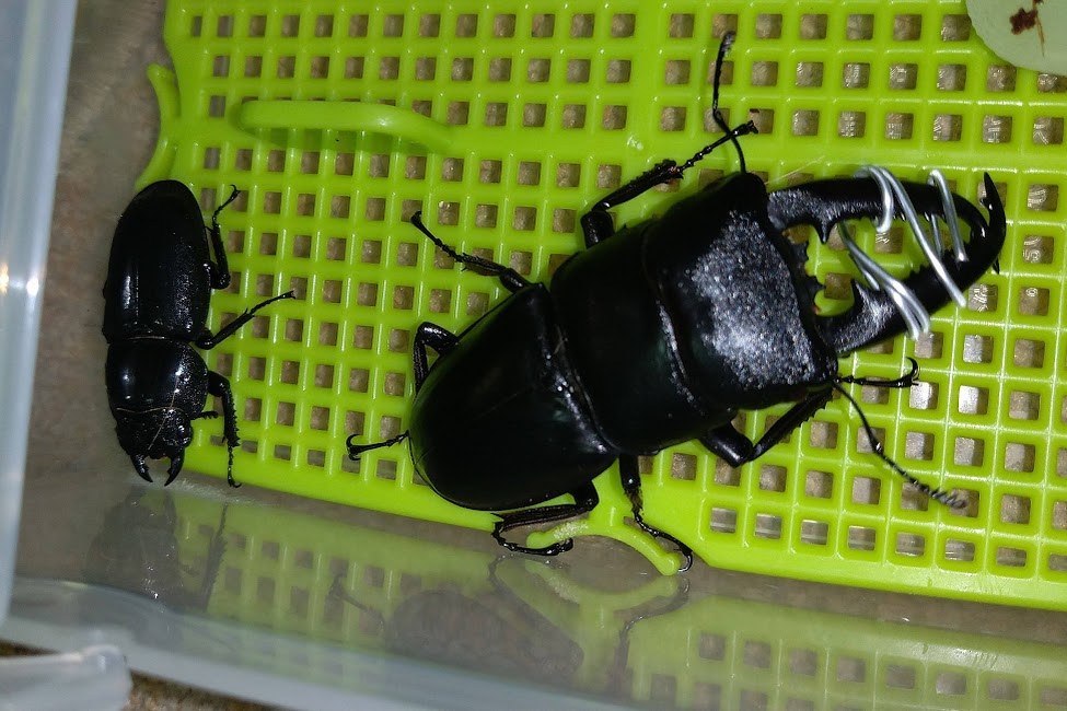 【calmana】パラワン オオヒラタ♂101.1mm単品 #0720 パラワンオオヒラタ（生体｜昆虫）：ペット・ペットグッズの通販