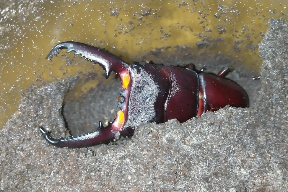 パラワンオオヒラタクワガタ WF1 飼育記 - きれいで簡単にふえるやつがすき