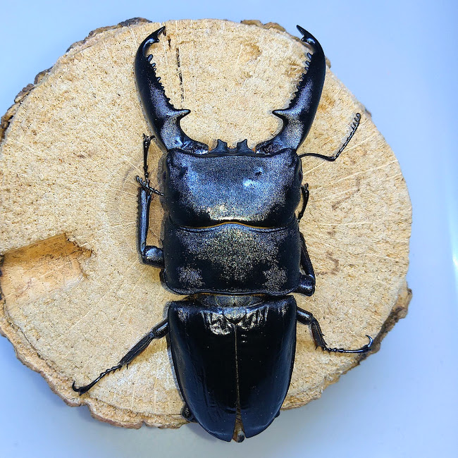 パラワンオオヒラタクワガタ WF1 飼育記 - きれいで簡単にふえるやつがすき