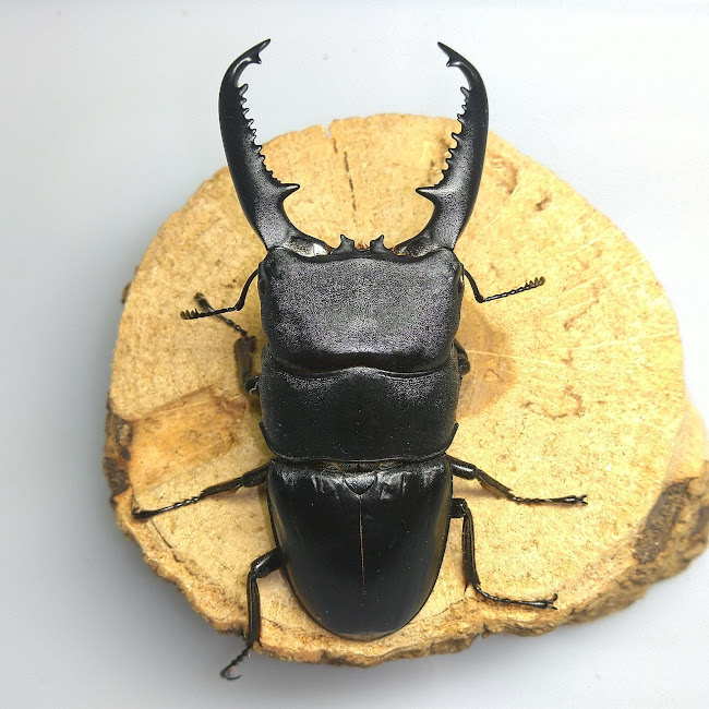 パラワンオオヒラタクワガタ WF1 飼育記 - きれいで簡単にふえるやつがすき