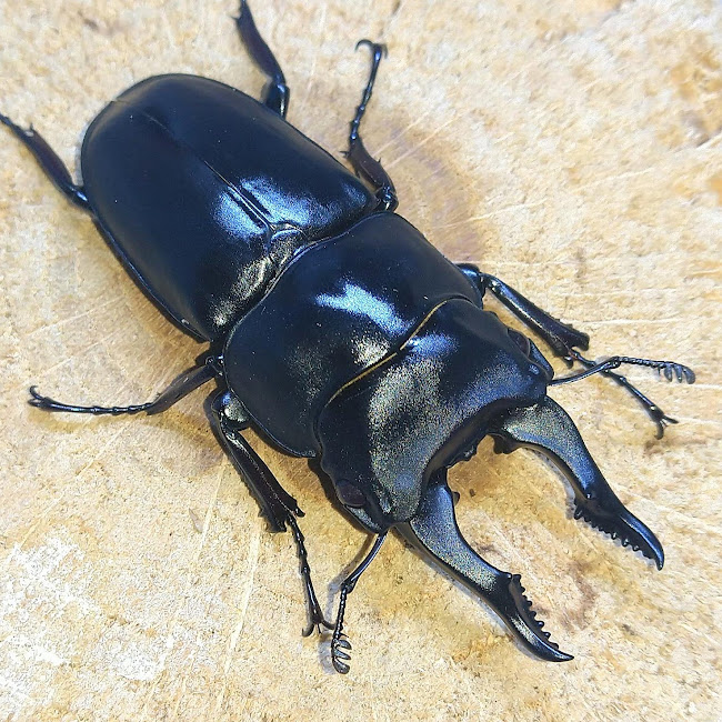 セリコルニスノコギリクワガタ CBF1 2025年飼育レコード獲得 飼育記