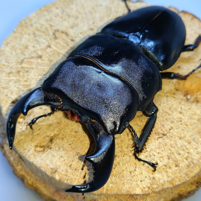 ダイオウヒラタクワガタ WF1 飼育記 - きれいで簡単にふえるやつがすき