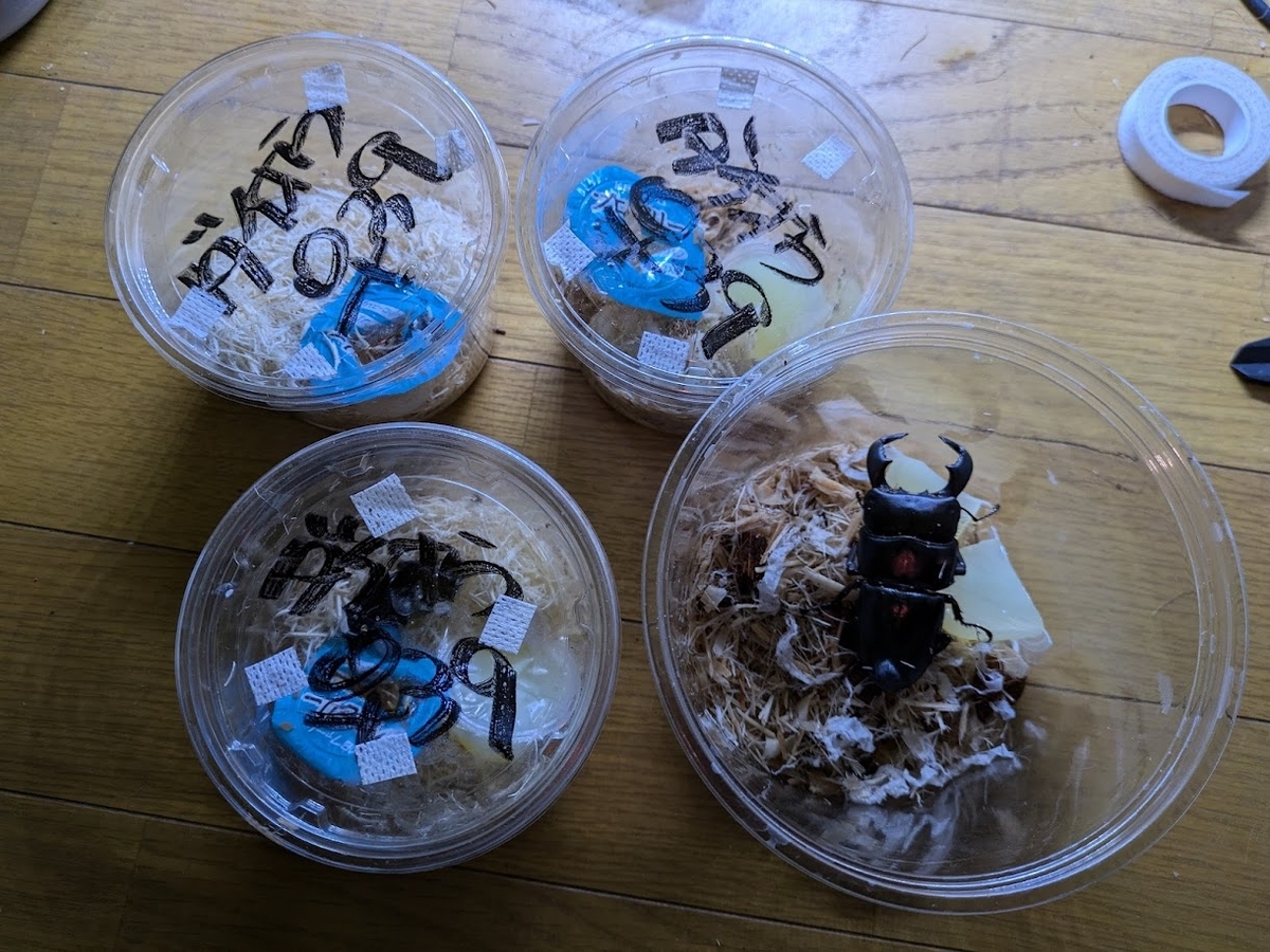ダイオウヒラタクワガタ WF1 飼育記 - きれいで簡単にふえるやつがすき