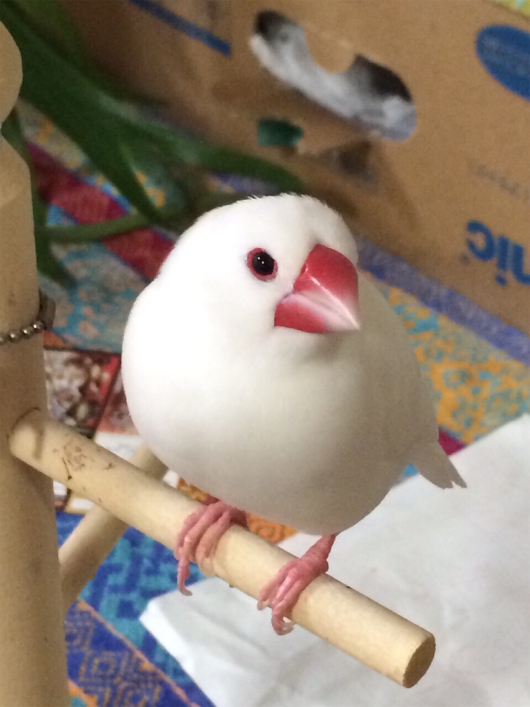 f:id:Pa-ru:20190305211432j:image
