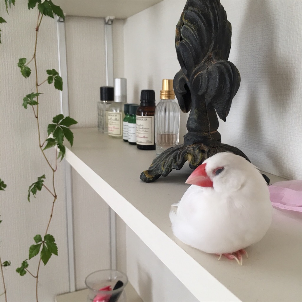 f:id:Pa-ru:20190305215006j:image