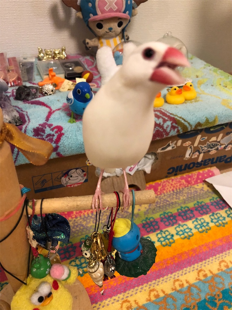 f:id:Pa-ru:20190309151324j:image