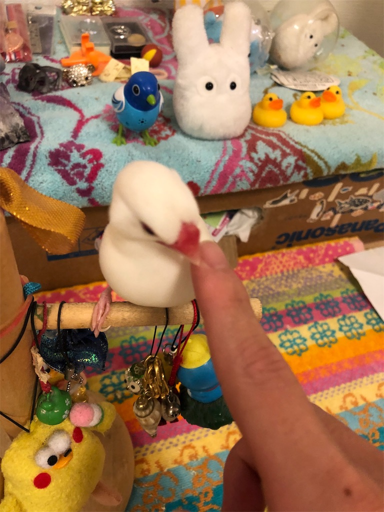 f:id:Pa-ru:20190309151612j:image