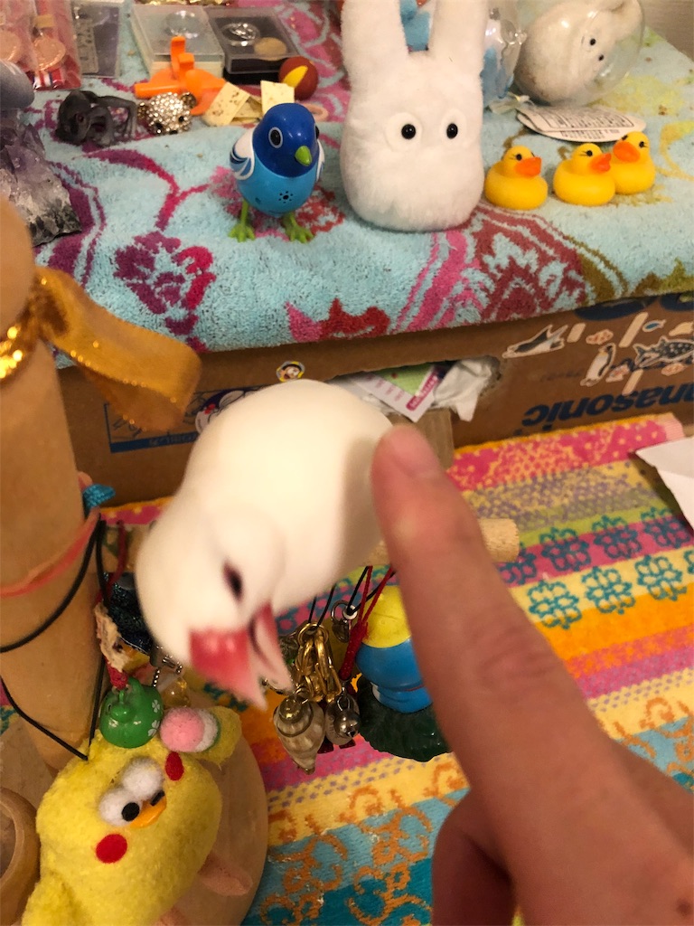 f:id:Pa-ru:20190309151616j:image