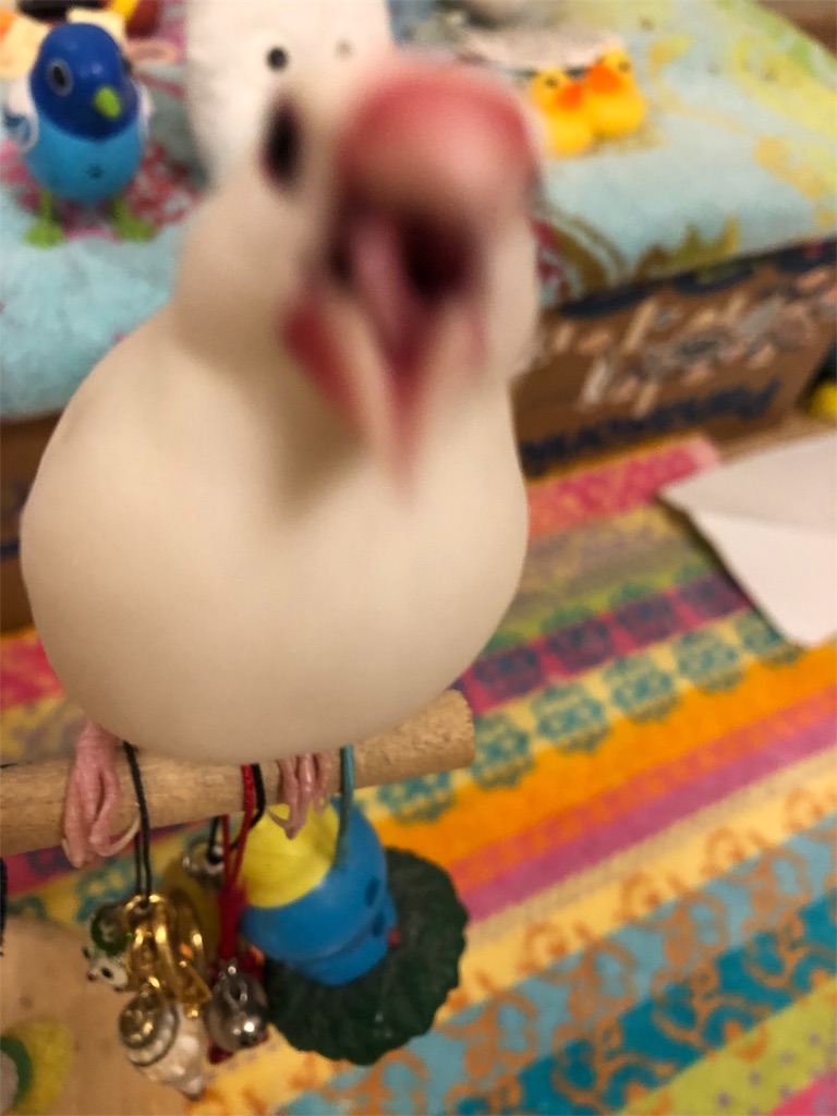 f:id:Pa-ru:20190309151658j:image