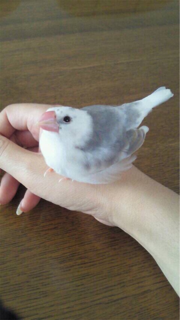 f:id:Pa-ru:20190309152438j:image