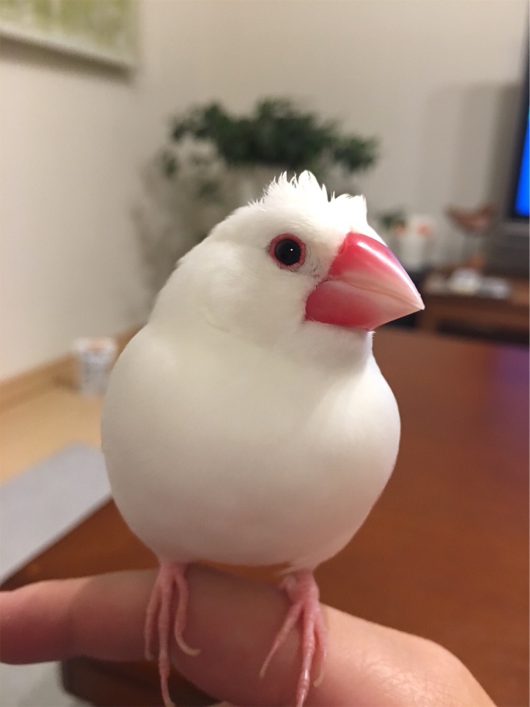 f:id:Pa-ru:20190309152630j:image