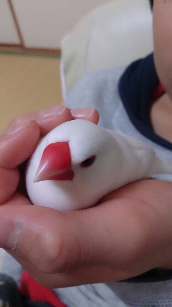 f:id:Pa-ru:20190309152951j:image