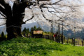 [岡山県真庭市][醍醐桜][春][花]