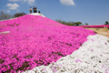 [広島県世羅郡世羅町][芝桜][花夢の里]