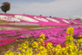 [広島県世羅郡世羅町][芝桜][花夢の里]